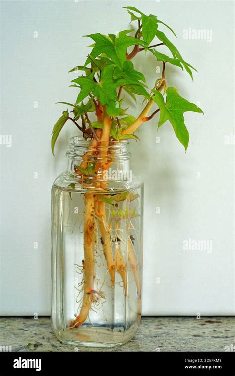 Growing A Sweet Potato In Water Hi Res Stock Photography And Images Alamy