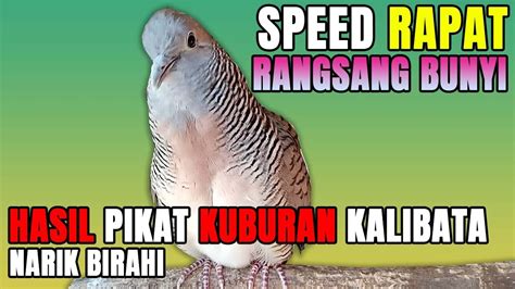 Contoh Suara Perkutut Lokal GACOR Speed CEPAT Merangsang Bunyi YouTube