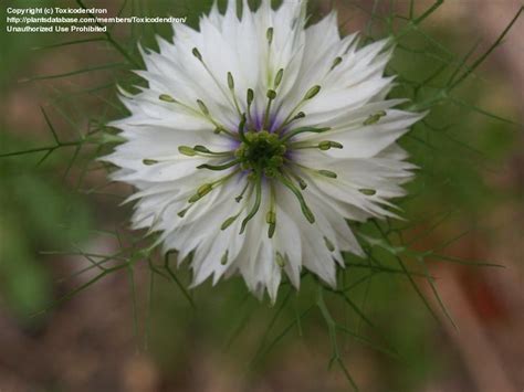 Plantfiles Pictures Nigella Devil In A Bush Hair Of Venus Love In A