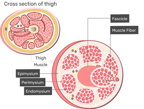 Skeletal muscle fibers: arrangement and diagram | GetBodySmart