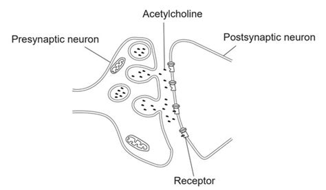 Mock Exam Ib Dp Biology Sl Paper Set