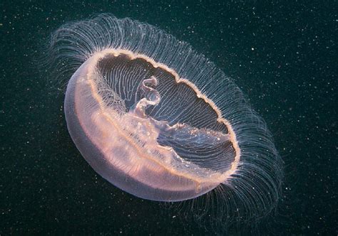 National Geographic: How a Jellyfish Re-arms