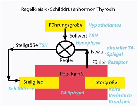 Regelkreis Beispiel Thyroxinhaushalt Neurobiologie