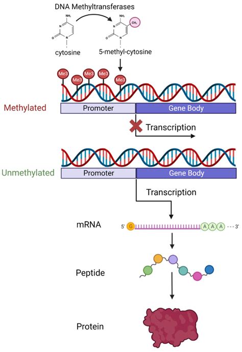 Diagram Showing The Process Of Dna Methylation And How Methylation At