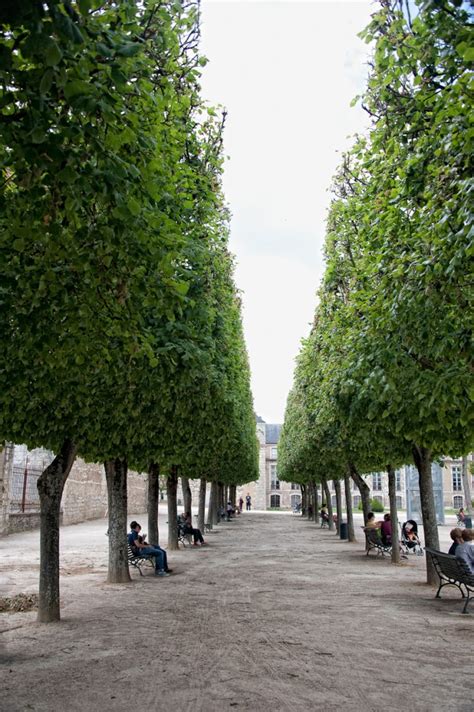 Paris Trees