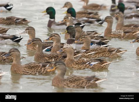 Mallard ducks on lake, England UK Stock Photo - Alamy