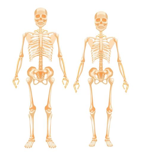 인간 골격계 남성과 여성 여성 및 남성 인체 전체 성장 벡터 만화 그림에서 인체의 상세한 생물학적 시스템 프리미엄 벡터