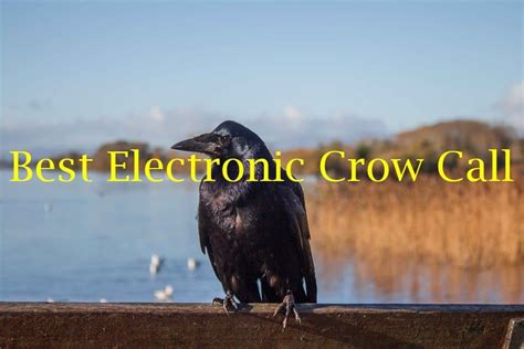 Best Electronic Crow Call Reviews of 2021 (Updated) - Catch Them Easy