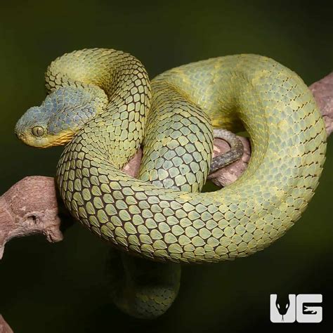 Adult Female Blue Crown Green Squamigera Bush Viper Atheris Squamigera