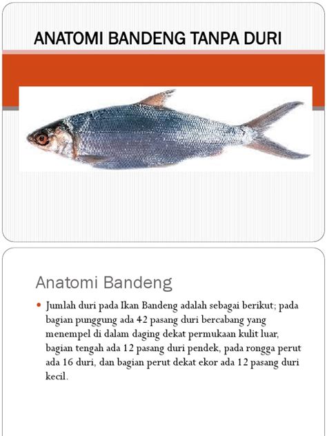 Gambar Anatomi Ikan Bandeng 49 Koleksi Gambar