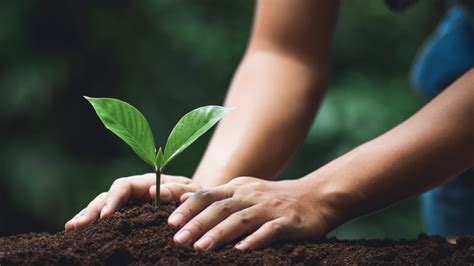 Icea Pianta Un Albero Per Ogni Visitatore Dello Stand Al Sana Green