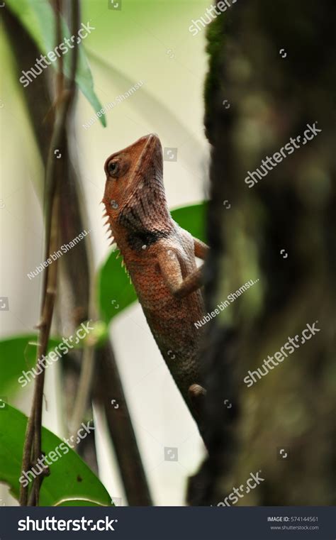 Draco Lizard Cicak Kubin On Tree Stock Photo 574144561 Shutterstock