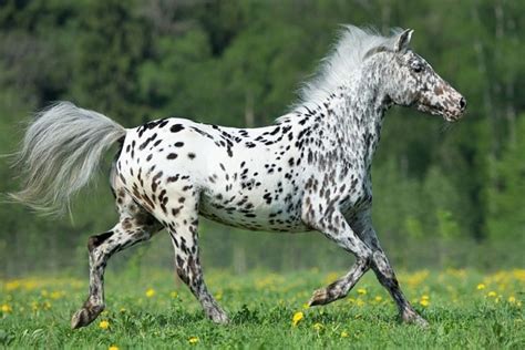 10 Horse Breeds With Spotted Coats You Need to See (Pictures, Facts ...