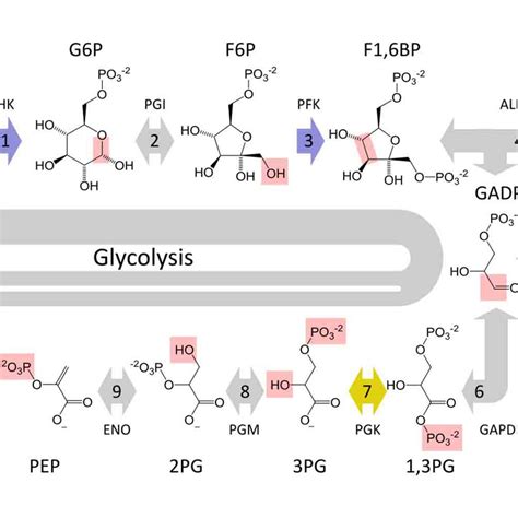 Glycolysis Diagram Flow Chart Glycolysis All Steps With Diagram