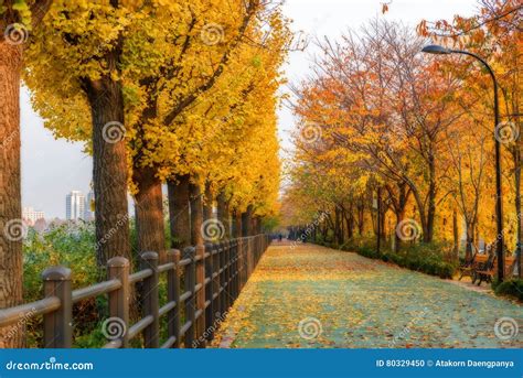 Nami island in autumn stock photo. Image of island, landscape - 80329450