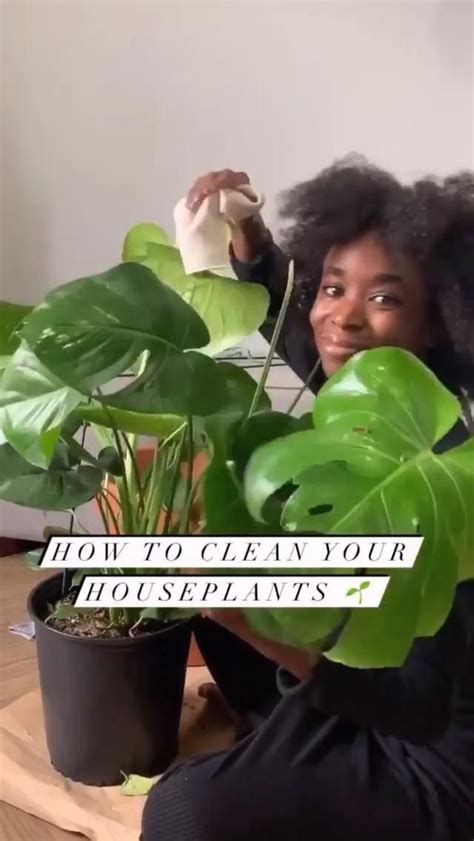 How To Clean Your House Plant Leaves House Plants House Plants