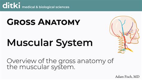 USMLE COMLEX Step 1 The Muscular System Ditki Medical