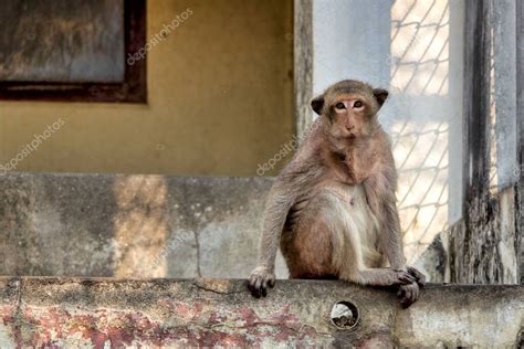 Macaco Come Cangrejos Macaca Fascicularis En Un Entorno Urbano