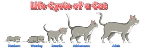 Ciencia Ciclo De Vida Del Gato Vector Gratis