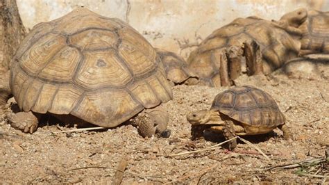 Tortoise Poop And What It Tells About Tortoises Health The Turtle Hub