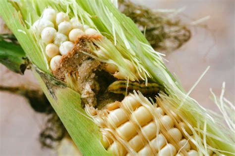 Corn Earworm: Identification, Overview, and Garden Control