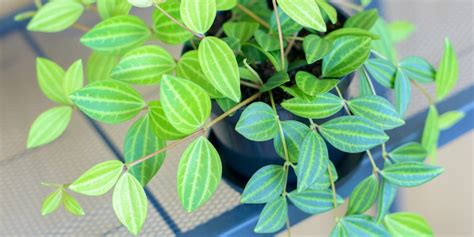 Peperomia Angulata Care Everything You Need To Know Gfl Outdoors