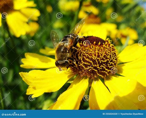 Una Abeja Recolecta Polen Y N Ctar De Una Flor De Rudbeckia Con Polen