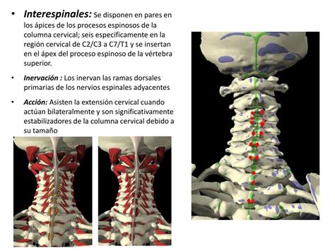 Programas De Ejercicios Para Columna Cervical 