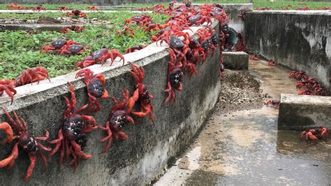 Millions Of Red Crabs Invade Streets Amid Annual Migration On Australia