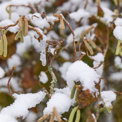 Korkenzieherhaselnuss Corylus Avellana Contorta G Nstig Kaufen