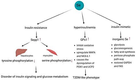 Biomolecules Free Full Text Selenium And Selenoproteins In Health