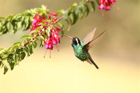 Colibrí Colibrí Foto Premium