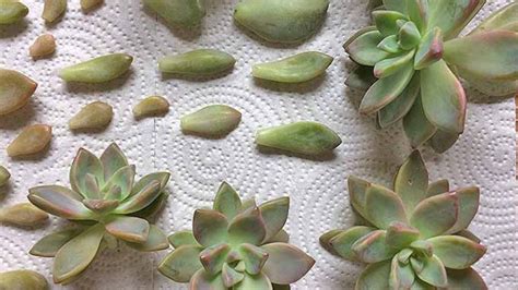 How To Propagate Succulents From Cuttings