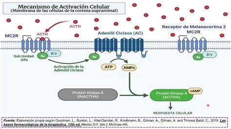 Hormona Acth Adrenocorticotropina Mecanismo De AcciÓn Youtube