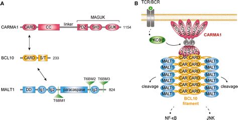 Lymphocyte Signaling And Activation By The Carma Bcl Malt Signalosome