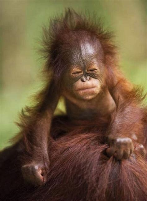 Baby Ape Squinting Eye On Mama Go To YourTravelVideos Or Just