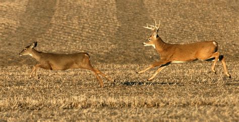 White Tailed Deer Illinois