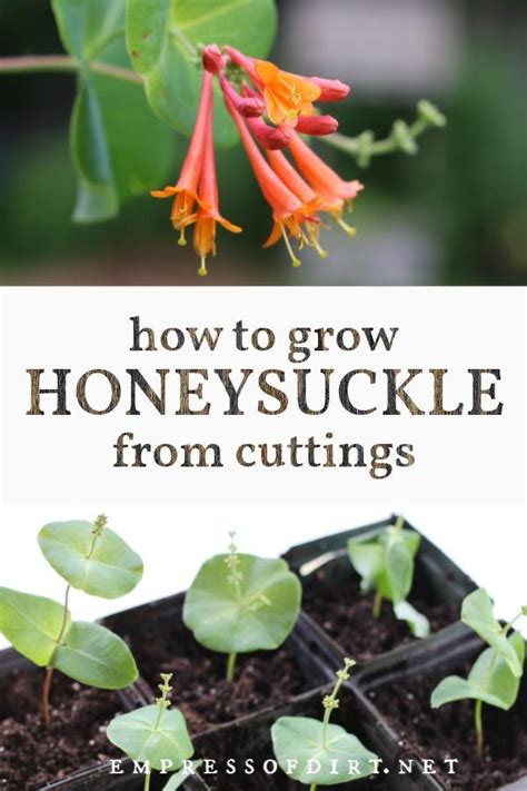 How To Trim A Honeysuckle Back Gardener