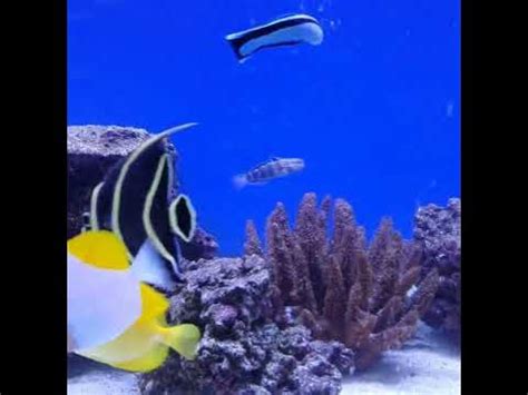 #fish#fisch#Fisch#Fische#рыба#рыбалка#Аквариум#аквариумные рыбки#рыбак# ...