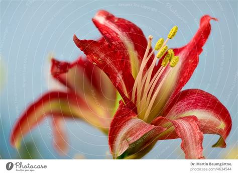 Hippeastrumhybride Ritterstern Blüten vor hellem Himmel ein