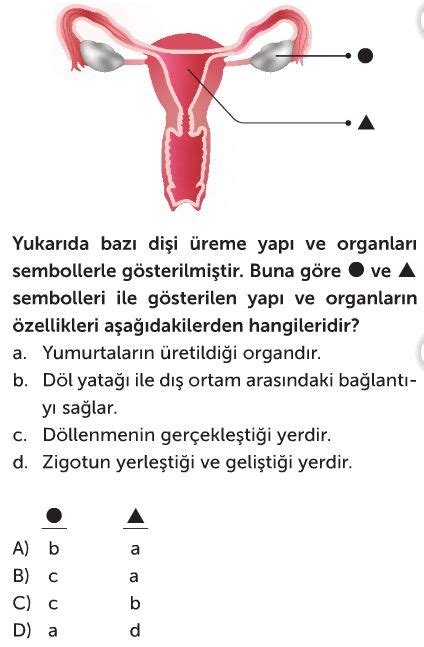 İnsanda Üreme Büyüme ve Gelişme Test Çöz 7 Sınıf Fen Bilimleri Testleri