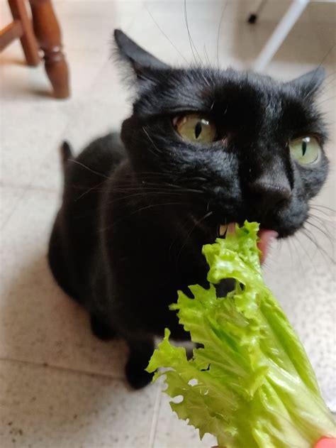 Cat Eating Lettuce