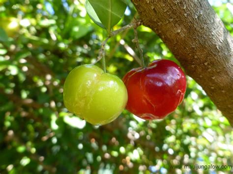 1 Acerola Barbados Cherry Plant Etsy