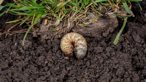 The Best Time To Apply Grub Control To Your Lawn