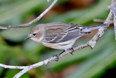 Yellow-Rumped Warbler