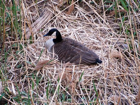 Goose Nest 2008 04 23 616 Robert Flickr