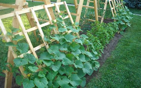 Coltivare Cetrioli Giardini Verdi