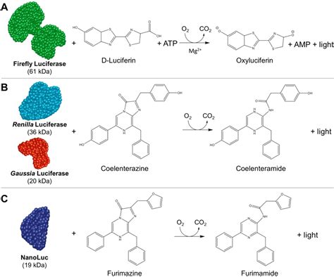 Luciferase Based Biosensors In The Era Of The Covid Pandemic Acs