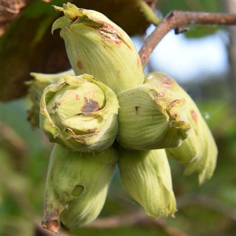 Webb S Prize Cobnut Tree Corylus Avellana Buy Online