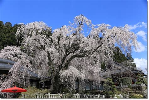 樹齢400年のしだれ桜 身延山久遠寺 うひひなまいにち